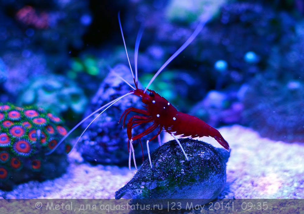 Морской аквариум NANO REEF 30 белый (Aquael) 30л.,25x25x30, FZN,свет LED: marine 6w,actinic 6w