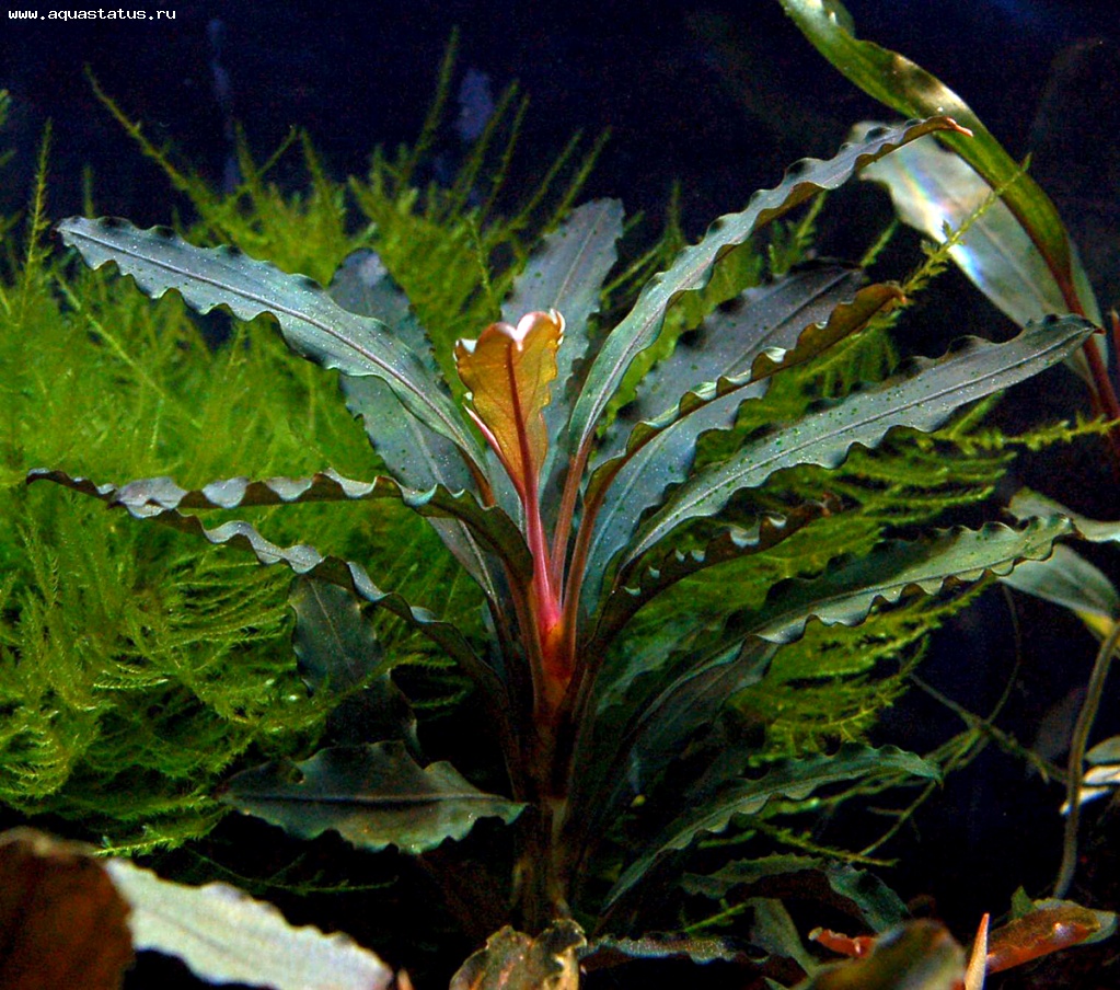 Растения аквариумные фото и название и описание