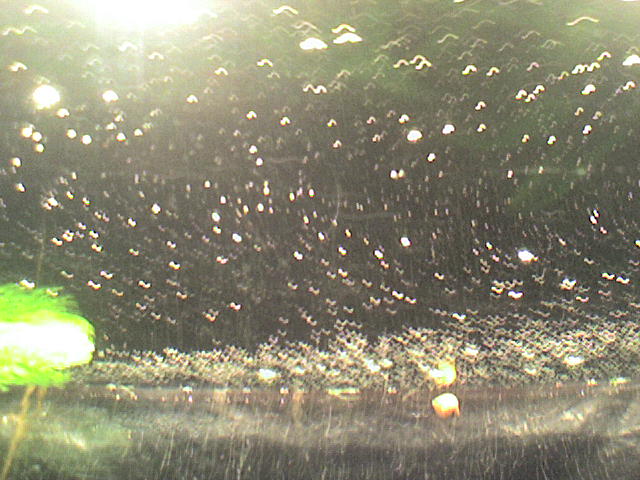 Почему на стенках аквариума. Пузырьки в аквариуме. Пузыри в аквариуме на поверхности. Пузырьки на поверхности воды в аквариуме. Бактериальная пленка на воде.