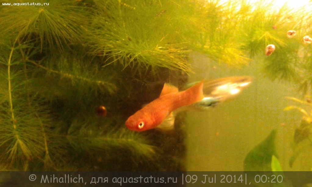 Рыбки Меченосцы – уход и содержание, описание, размножение, фото