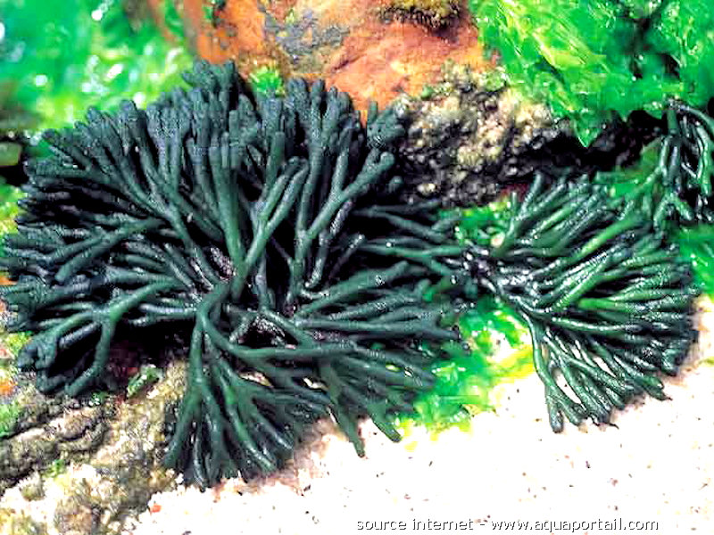 Какие водоросли бывают в аквариуме фото с названиями