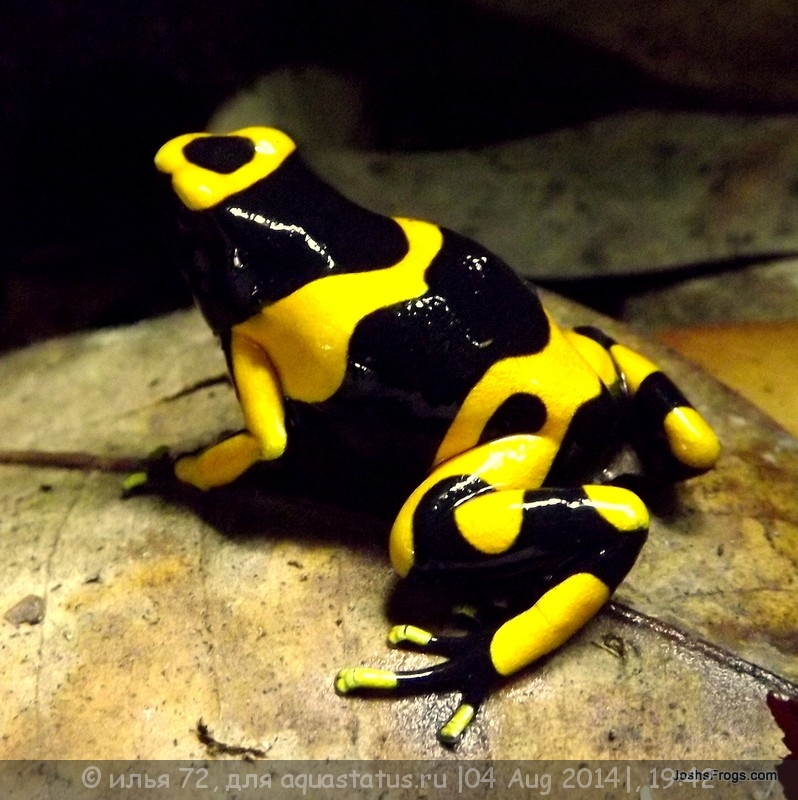 Dendrobates leucomelas Puerto Ayacucho священный древолаз