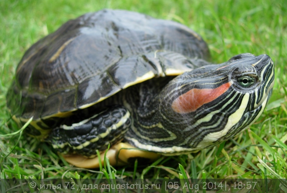 Содержание красноухой черепахи в домашних условиях: что потребуется