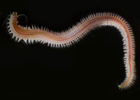 Морские черви урехисы