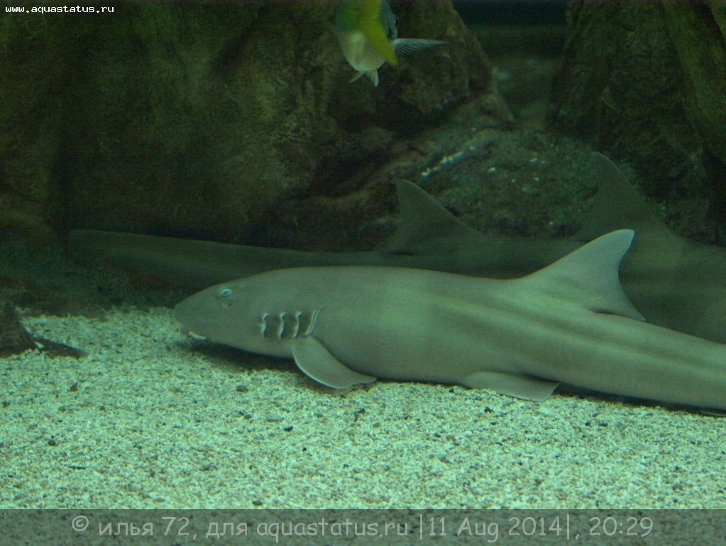 Акулий сом (Пангасиус) – домашняя мини-акула