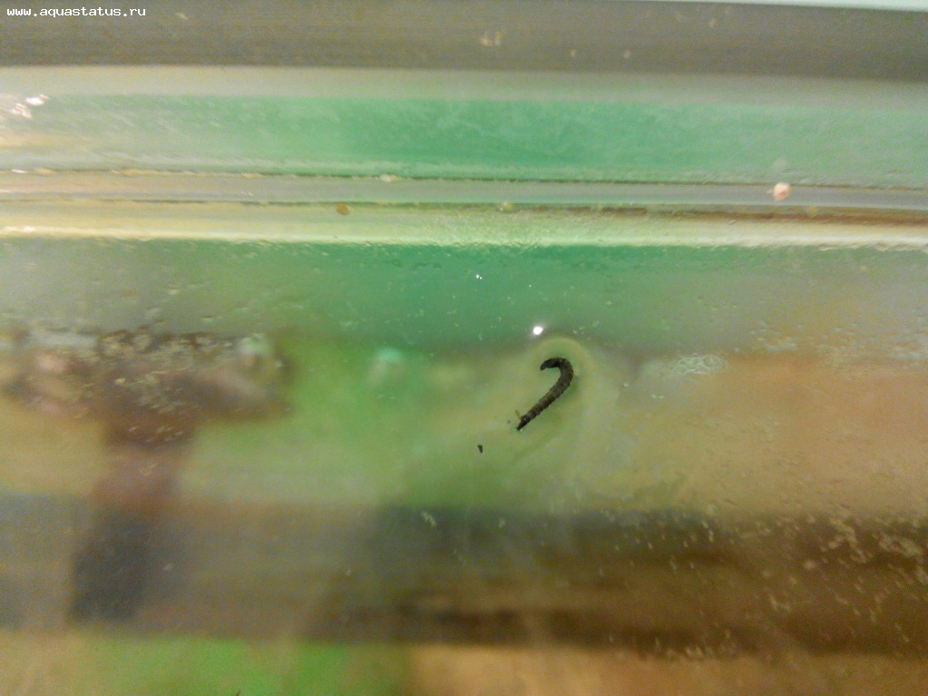 Черные черви в воде. Аквариум белые червячки 1 мм. Червяки в аквариуме. Глисты в аквариуме.