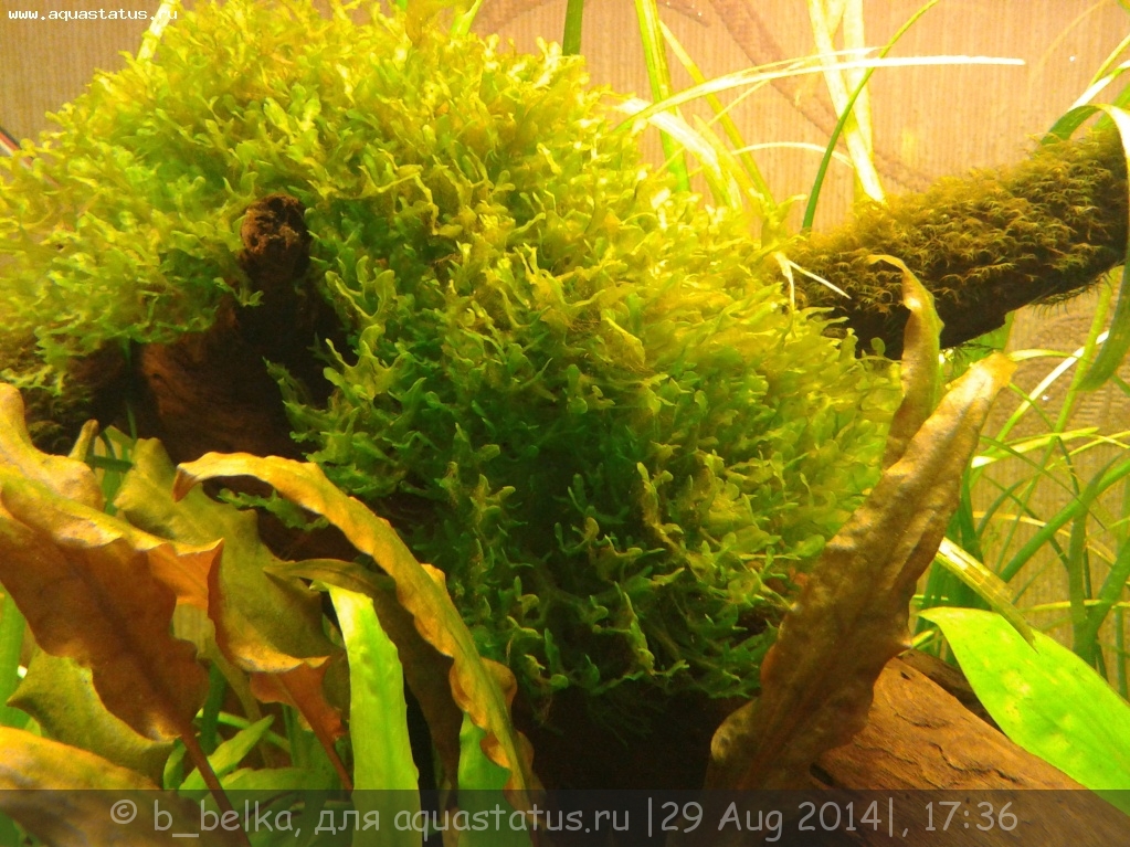 диатомовые водоросли в аквариуме форум