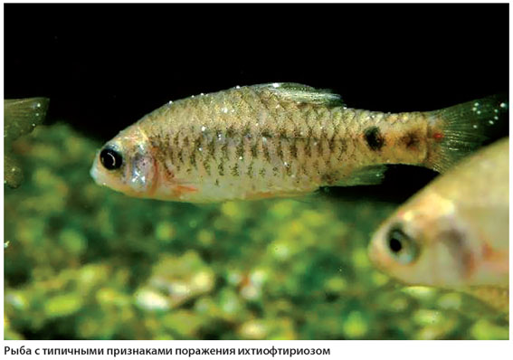 Лечение манки (ихтиофтириоза) у аквариумных рыбок