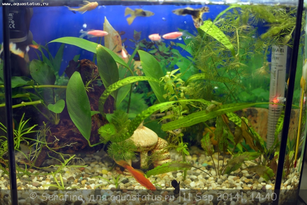 ТОП-20 рыбок для небольших нано-аквариумов