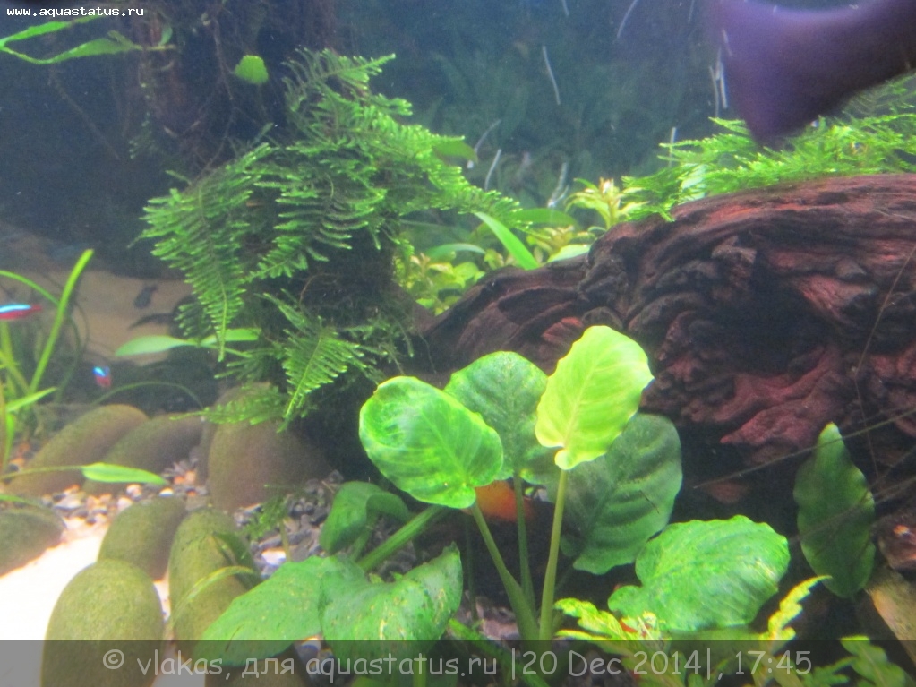 Железо в аквариуме и кое-что о питании растений