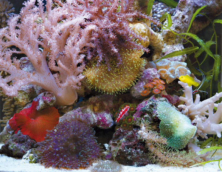 Морские живые камни. Морские растения. Морской аквариум. Живые камни для морского аквариума. Морские аквариумные растения.
