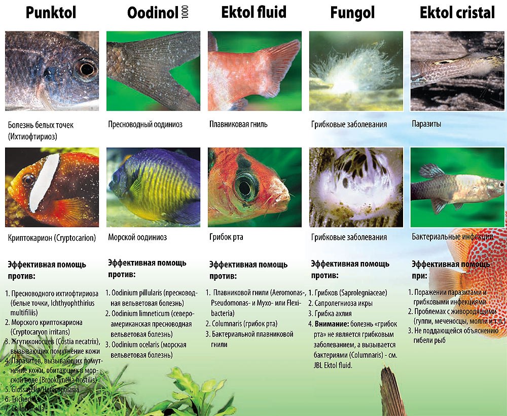 Определите какие организмы живут в аквариуме. Болезни аквариумных рыб таблица. Бактериальные заболевания аквариумных рыб. Характеристика аквариумных рыб. Разновидности болезни рыбок аквариумных.