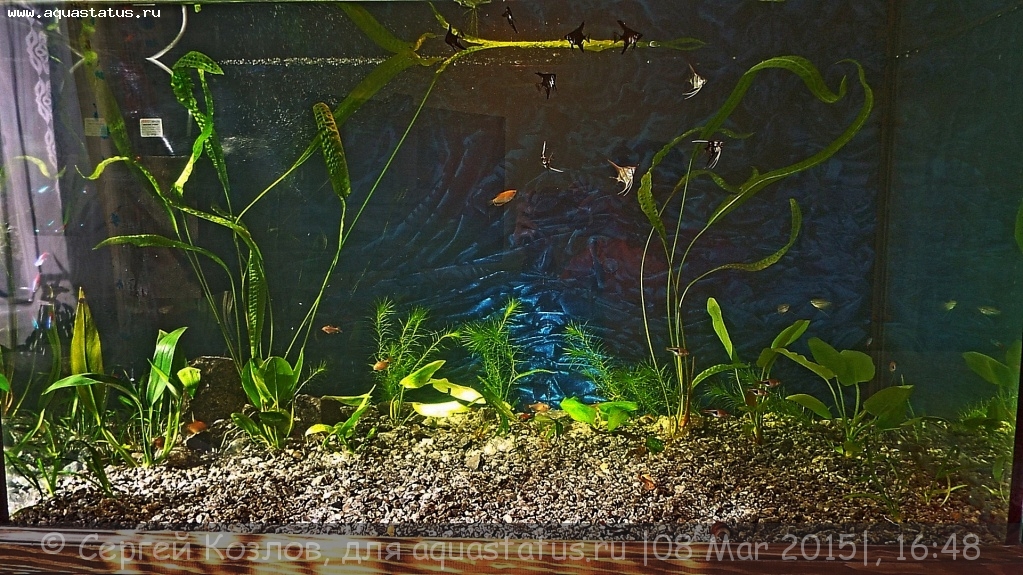 Фон для аквариума Masha Bloom матовый синий