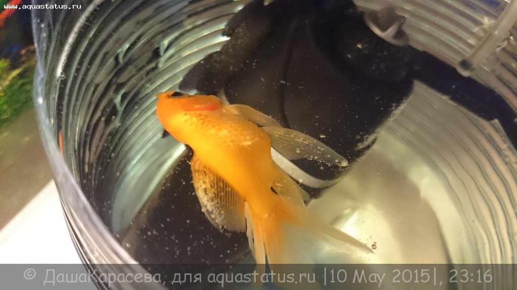 Золотая рыбка лежит на дне. Мертвая Золотая рыбка. Дохлая Золотая рыбка. Золотая рыбка лежит на дне на боку. Рыбка петушок лежит на дне.