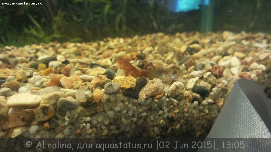 Поведение гуппи в аквариуме | Аквариум по размерам