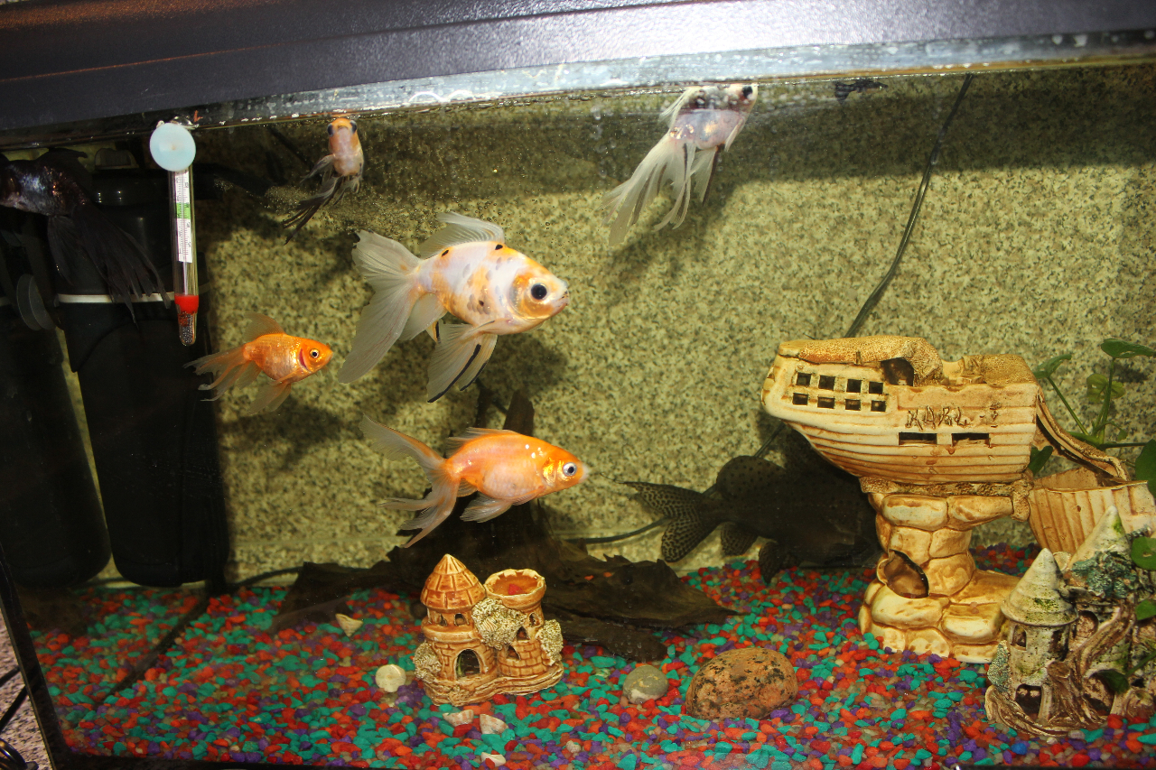 Золотая рыбка лежит на дне. Дно аквариума с золотой рыбкой. Рыбка лежит на дне. Почему золотые рыбки лежат на дне аквариума. Золотая рыбка лежит на боку.