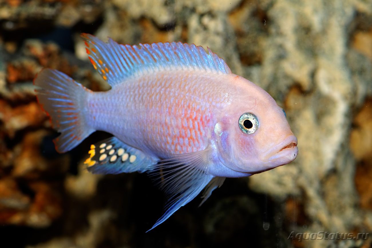 Рыбка Мбуна аквариумная