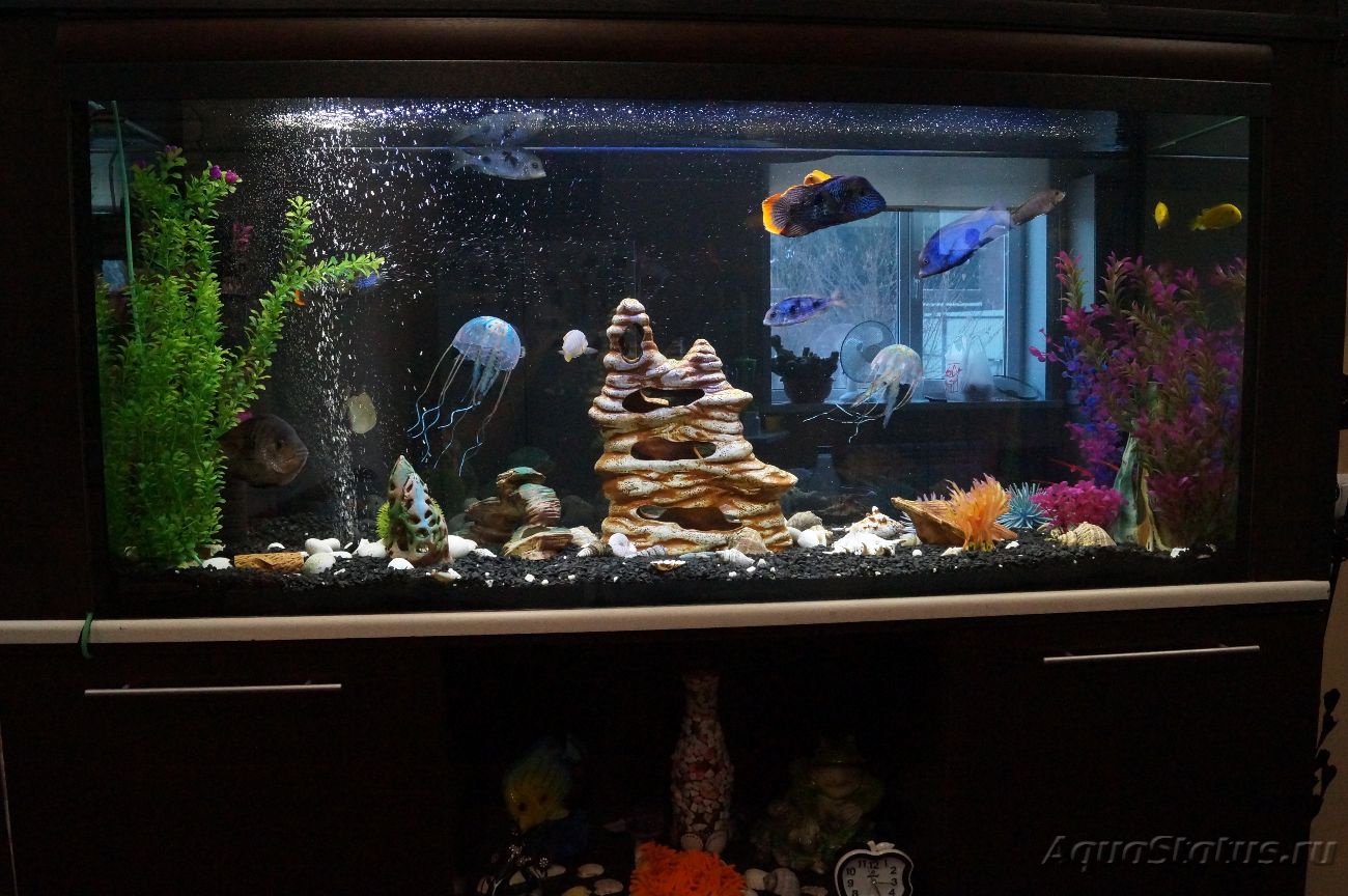 оформление аквариума 300 литров фото идеи