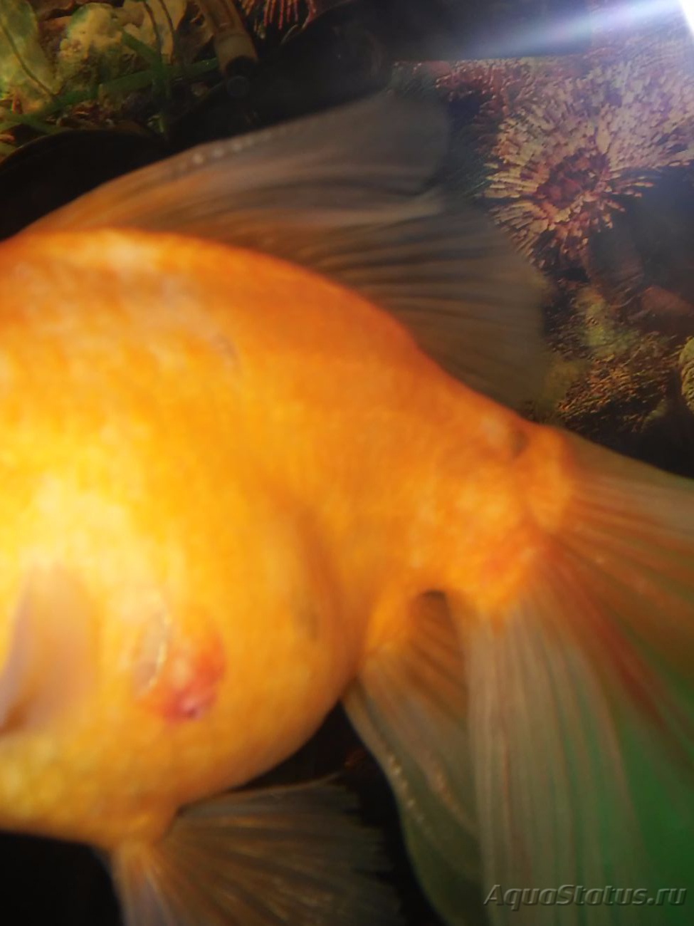 Карповая оспа у золотых рыбок