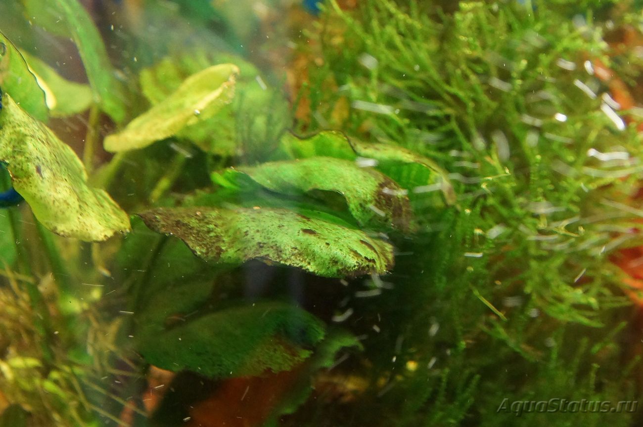Темные водоросли. Черные точки на аквариумных растениях. Черные пятна на аквариумных растениях. Белый налет на аквариумных растениях. Зеленые точечные водоросли в аквариуме.