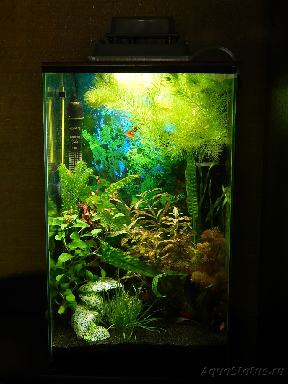 Интерьер аквариума 30 литров
