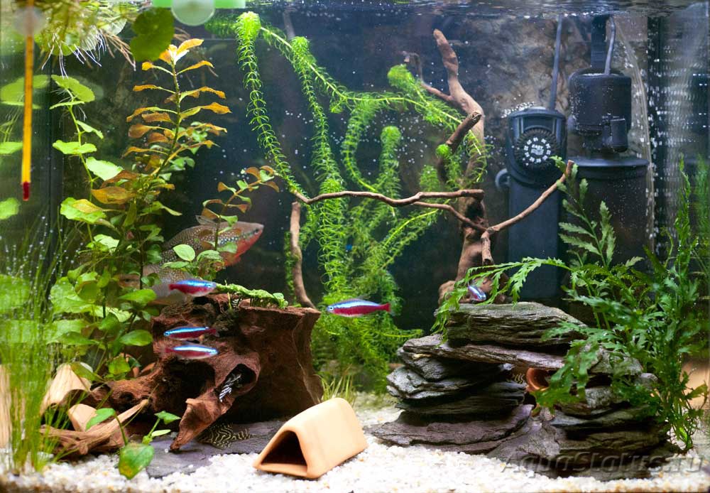 Дизайн аквариума 200 литров с корягой и камнями фото