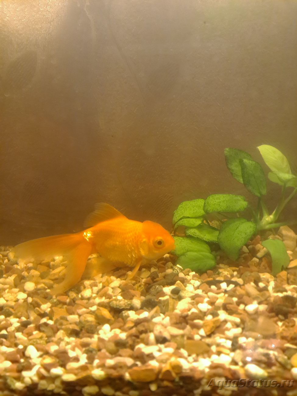 Золотая рыбка лежит на дне. Дно аквариума с золотой рыбкой. У золотой рыбки огромный живот. Рыба лежит на дне аквариума.