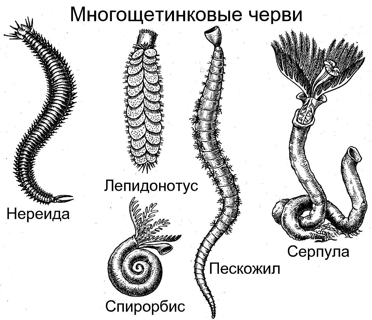 Кольчатые черви примеры животных названия. Морские многощетинковые кольчатые черви. Представители многощетинковых кольчатых червей.