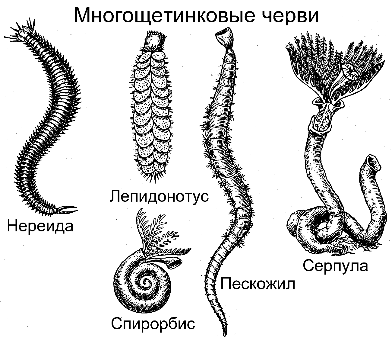 Класс многощетинковые черви. Представители многощетинковых червей. Представитель кольчатых червей полихеты. Многощетинковые кольчатые черви. Кольчатые черви полихеты.