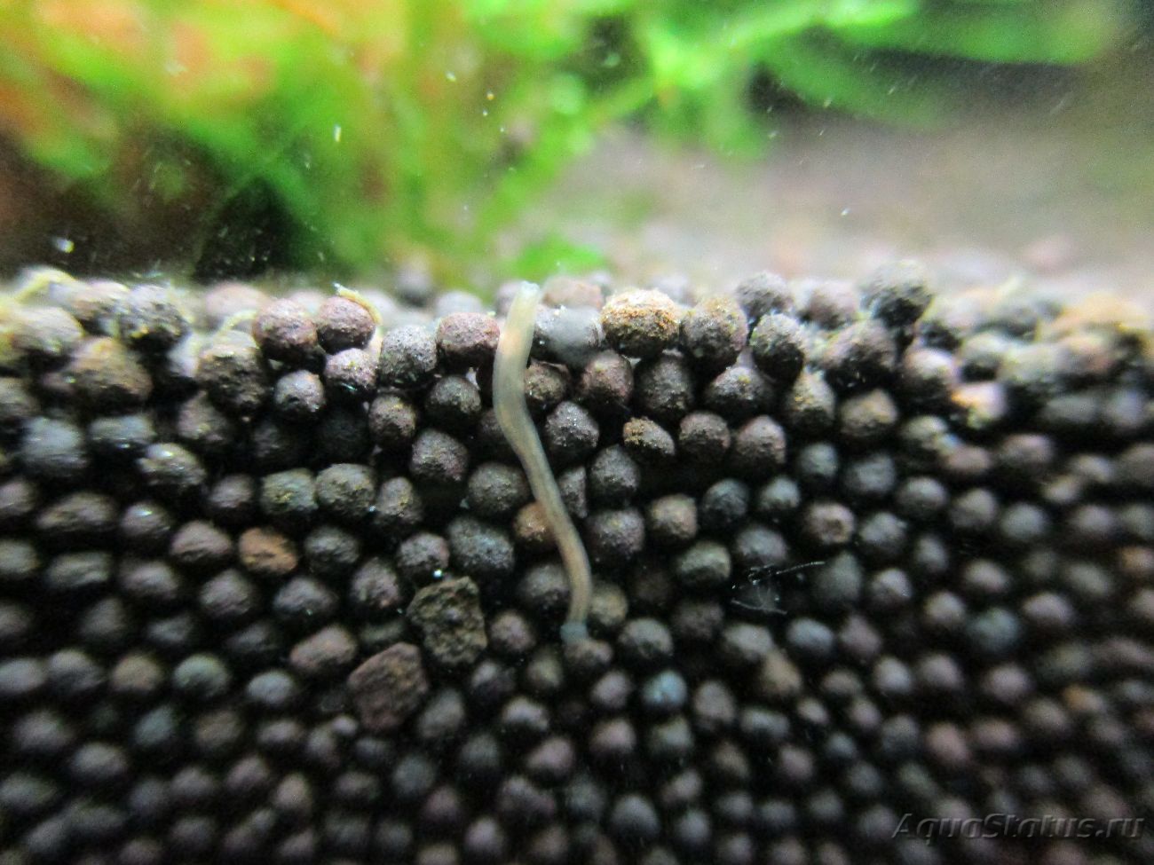 По стенкам аквариума ползают маленькие белые червячки