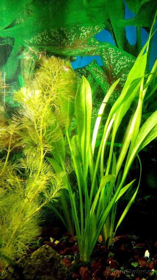 Неприхотливые растения для аквариума 100 литров фото с описанием
