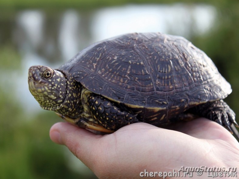 Особенности красноспинной лопастной черепахи