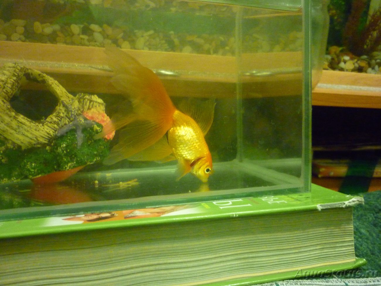 Золотая рыбка лежит на дне. Золотая рыбка сидит на дне аквариума. Белые шарики на дне аквариума у золотой рыбки. У меня в аквариуме Золотая. Золотая рыбка плавает по дну аквариума почему.