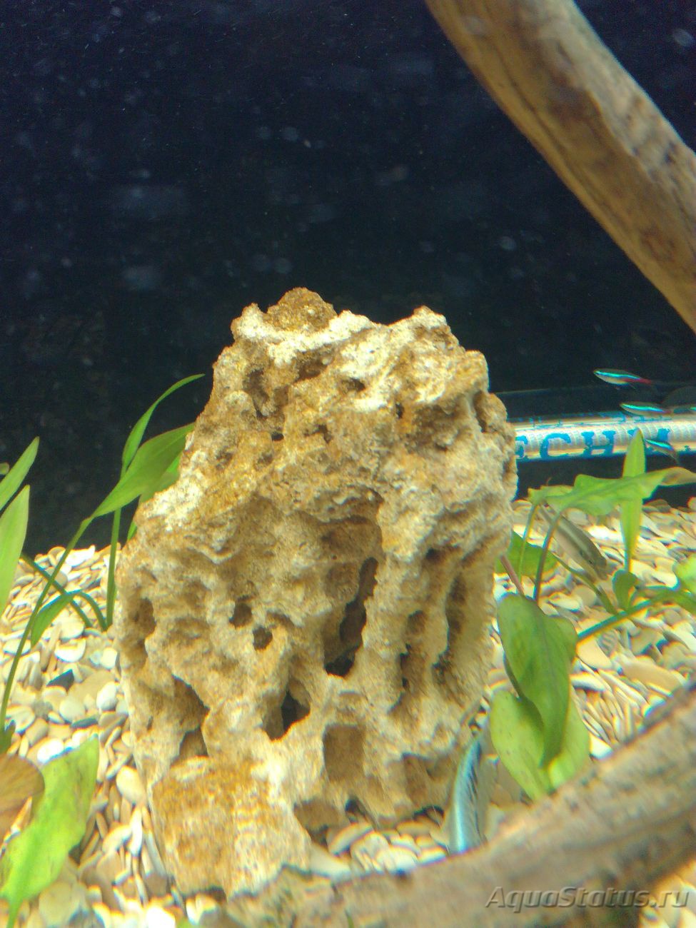 черная борода на стенках аквариума