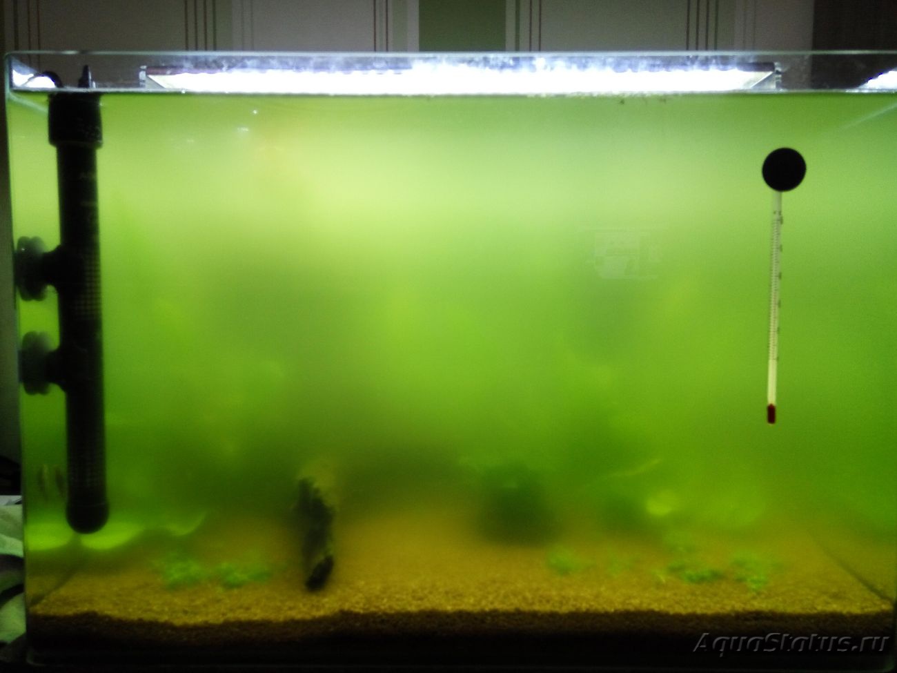 Почему мутный аквариум что делать. Мутная вода в аквариуме. Зеленая вода в аквариуме. Зеленая вола в АК. Зацвела вода в аквариуме.