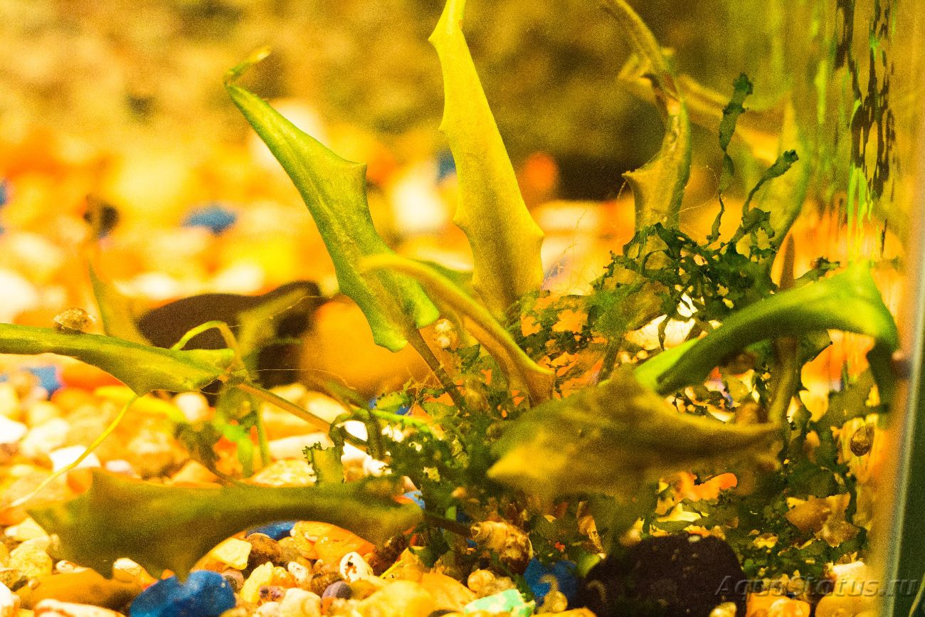 Бурые диатомовые водоросли. Диатомовые водоросли в аквариуме. Диатомовые водоросли в морском аквариуме. Растения за стеклом. Коричневый налет на аквариумных растениях.