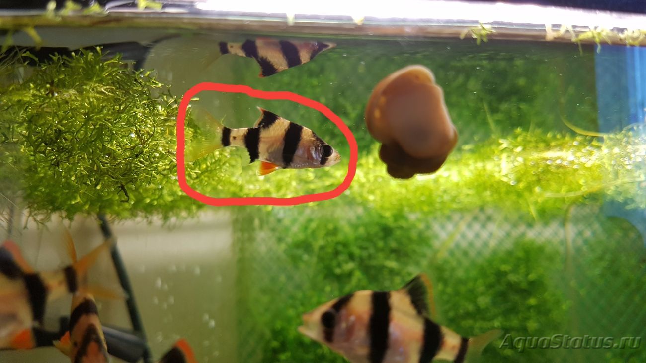 Как выглядит икра барбусов в аквариуме фото