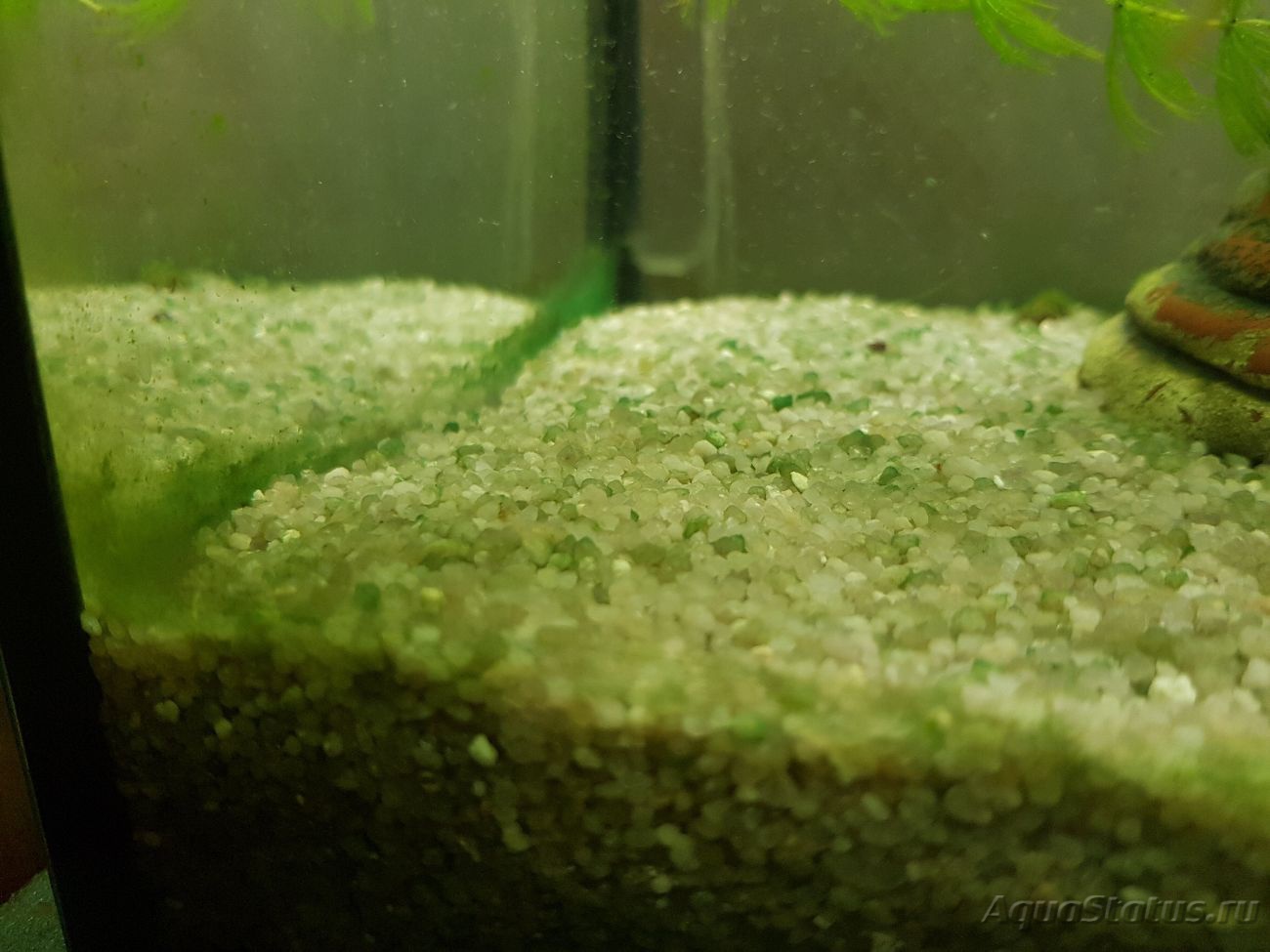 Серый налет на стенках аквариума