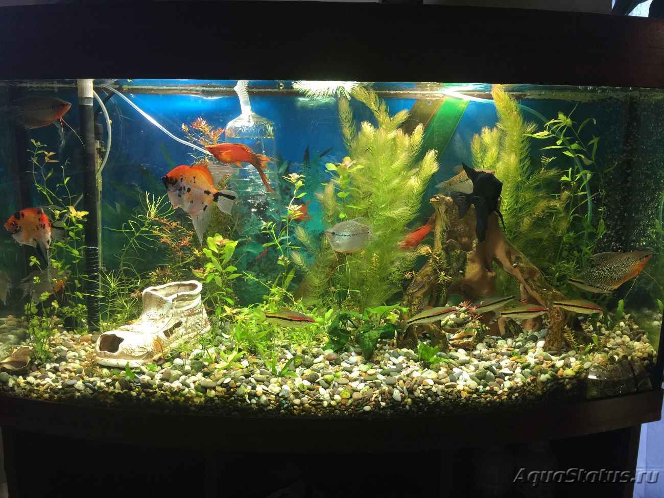 Помогите с аквариумом литров - AQUAFANAT - форум аквариумистов