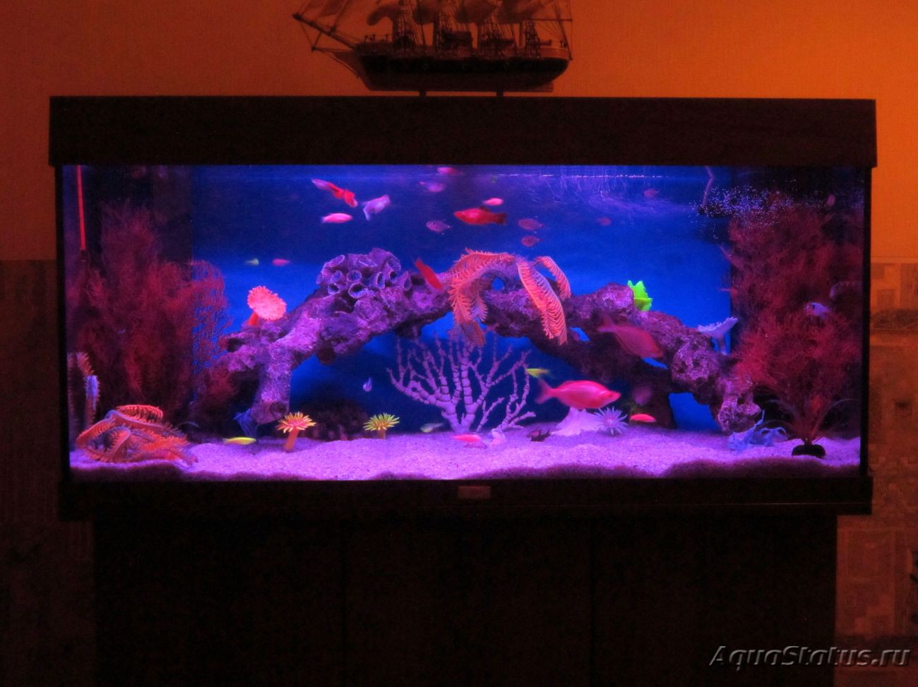 Искусственное освещение аквариума. Виды ламп, правила эксплуатации подсветки