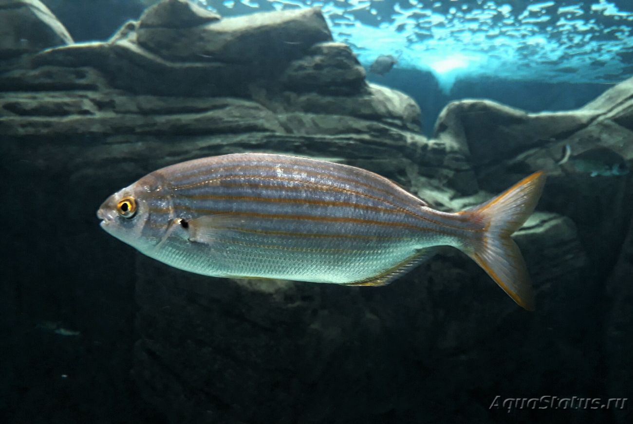 Рыба желтый полосатик фото