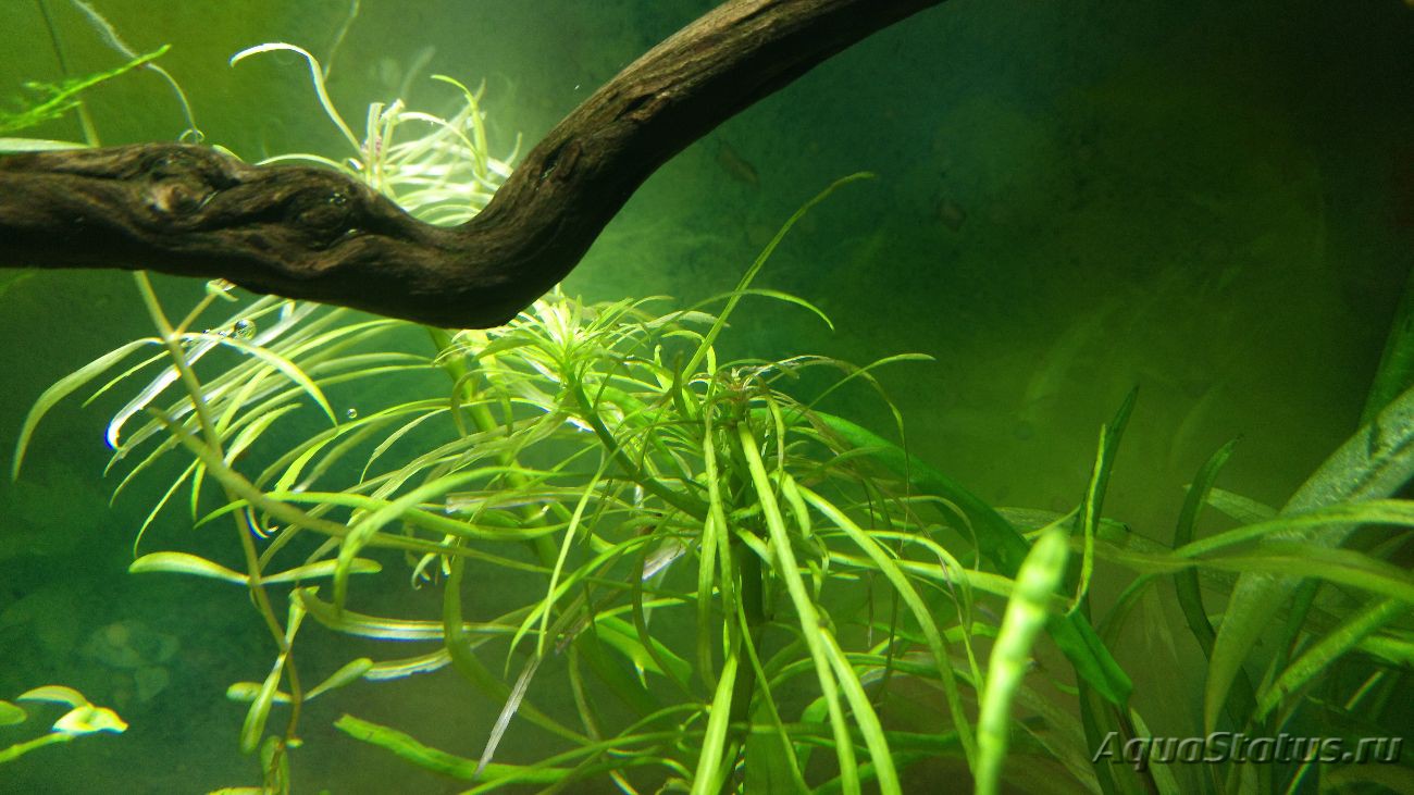 Почему в аквариуме не растут. Черная пленка на аквариумных растениях. Тетраодонт зеленый в аквариуме. Диабаз в аквариуме. Плохо растут аквариумные растения.