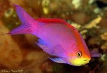 Фото Антиас аметистовый Pseudanthias Mirolabrychthys pascalus  (photo#110687)