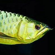 Фото Арована зелёная Scleropages formosus , Green arowana  (photo#113500)