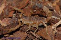 Фото Скорпион парабутус лейосома Parabuthus leiosoma  (photo#121619)