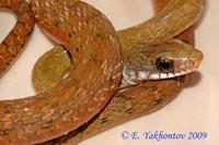 Фото Уж длиннозубый пятнистобрюхий Rhabdophis chrysargos Specklebelly Keelback  (photo#121853)