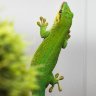 Фото Фельзума широкохвостая Phelsuma laticauda  (photo#121914)