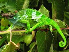 Фото Хамелеон Фишера Bradypodion fischeri Fischer s chameleon  (photo#121956)