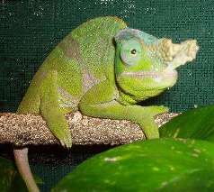 Фото Хамелеон Фишера Bradypodion fischeri Fischer s chameleon  (photo#121957)