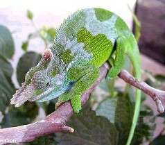 Фото Хамелеон Фишера Bradypodion fischeri Fischer s chameleon  (photo#121959)